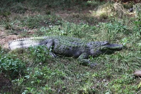 Alligator Stock Photos