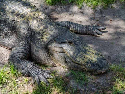 Alligator Stock Photos