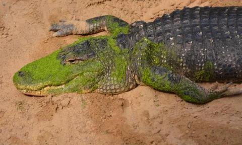 Alligator Foto stock