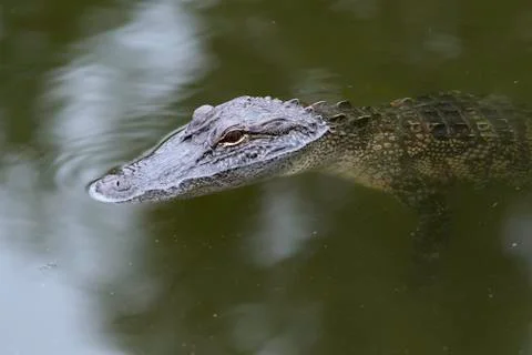 Alligator Stock Photos