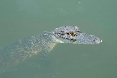 Alligator Stock Photos