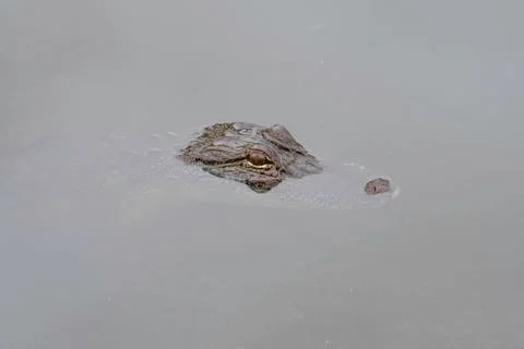Alligator Stock Photos