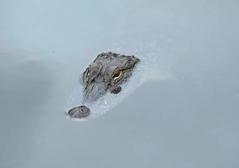 Alligator Stock Photos