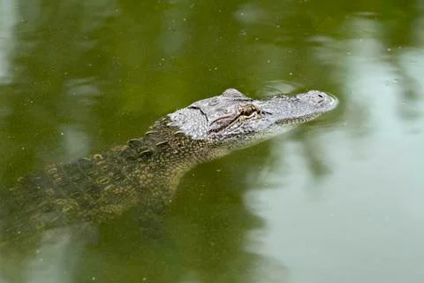 Alligator Stock Photos