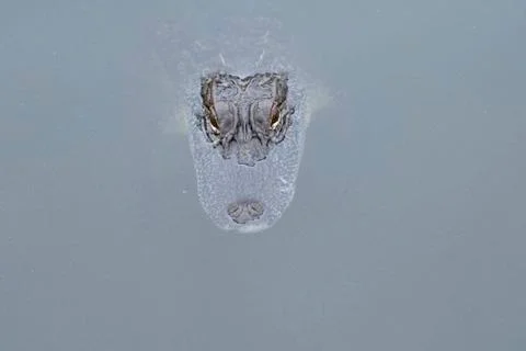 Alligator Stock Photos
