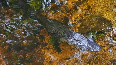 Alligator Stock Photos