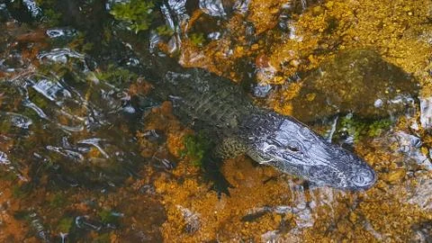 Alligator Foto stock