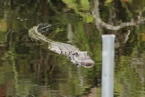 Alligator Stock Photos
