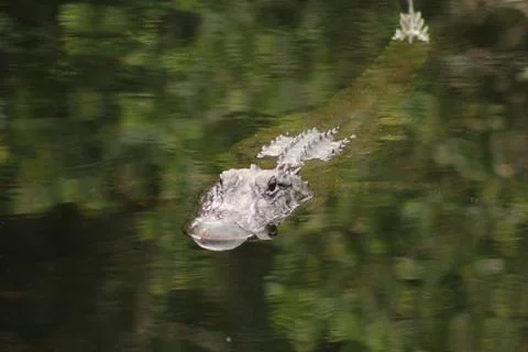 Alligator Stock Photos