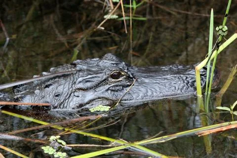 Alligator Stock Photos