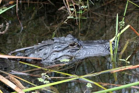 Alligator Stock Photos