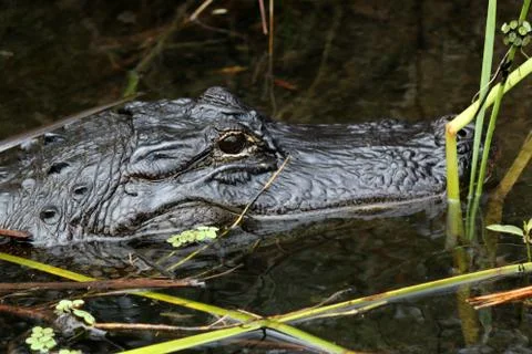 Alligator Stock Photos