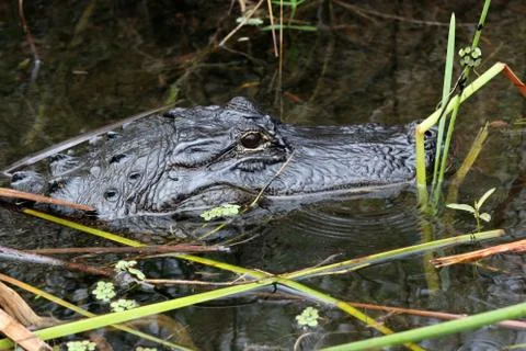 Alligator Stock Photos