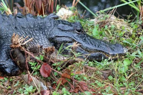 Alligator Stock Photos