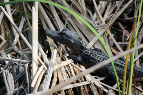 Alligator Stock Photos