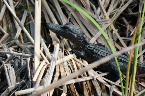 Alligator Stock Photos