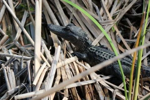 Alligator Stock Photos