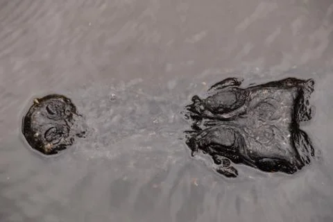 Alligator Stock Photos