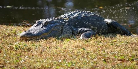 Alligator Stock Photos