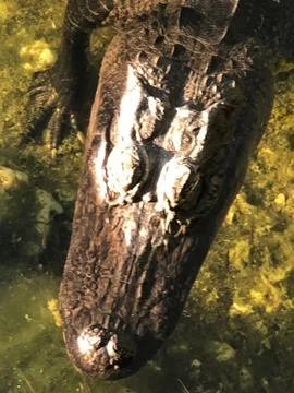 Alligator 写真素材