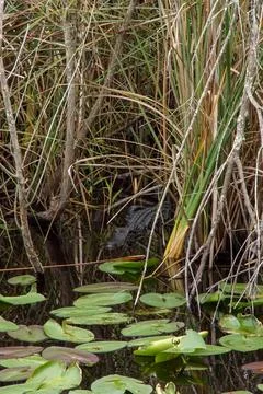 Alligator Stock Photos