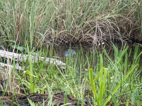 Alligator Stock Photos