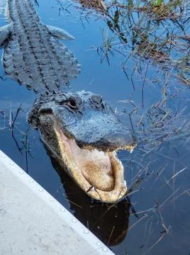 Alligator Stock Photos