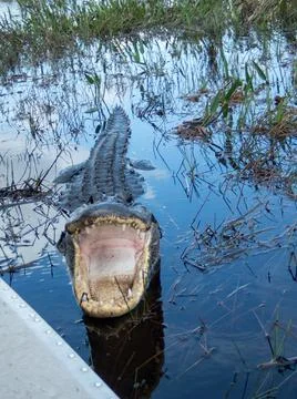 Alligator Stock Photos