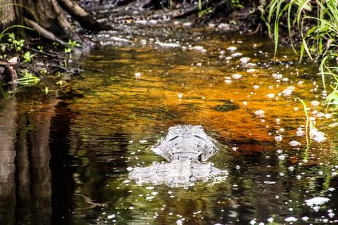 Alligator Stock Photos