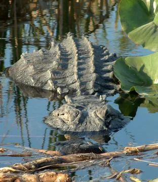 Alligator Stock Photos