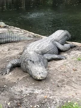 Alligator 스톡 사진