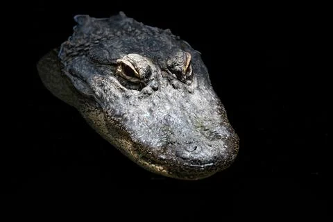 Alligator Stock Photos