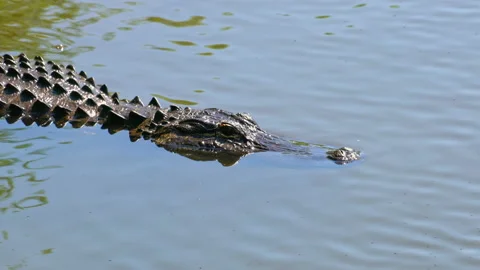 ALLIGATOR ON POND CLOSE UP Stock Footage 230279634