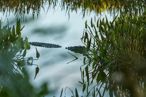 Alligator in a Pond Stock Photos