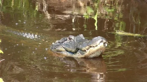 Premium PSD  A fierce alligator displaying its menacing jaws