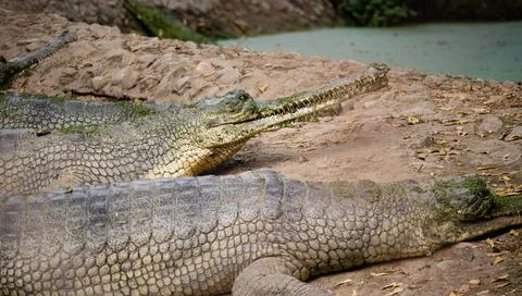 Alligator - a powerful predator Stock Photos