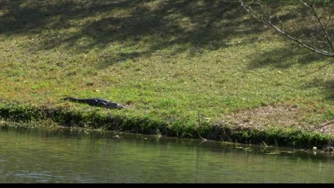 Alligator on the Prowl 動画素材 267905936