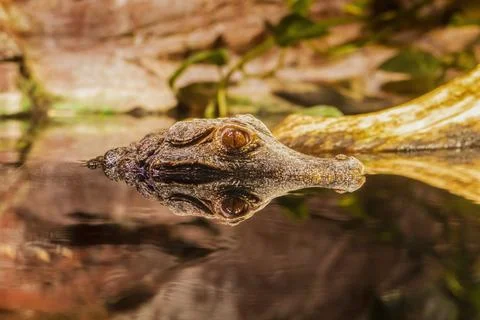 Alligator reflection 库存照片