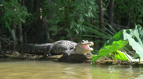 Alligator relaxing on trunk Video stock 54891349
