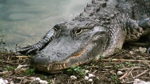Alligator resting on bank CU Stock Footage