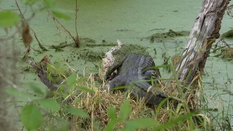 Alligator Resting on Fallen Tree in Swamp, 4K Stock Footage 72554463
