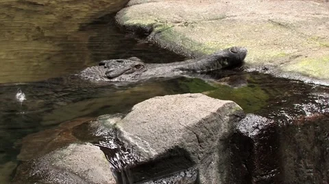An alligator resting in a pond Stock Footage 40956866