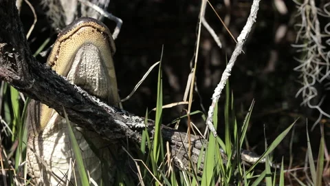 Alligator resting in thicket Stock Footage 138455343