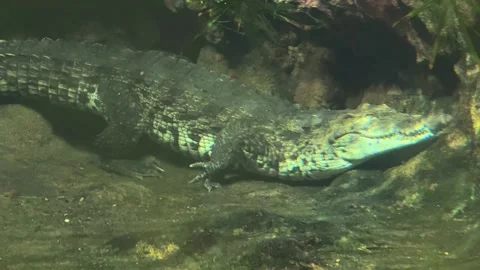 Alligator resting underwater Stock Footage 319028488