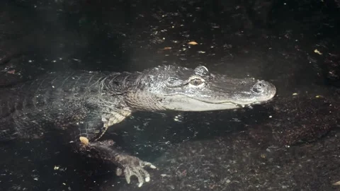 Alligator Resting in Water, Close-Up, Head Above Surface Stock Footage 342562770