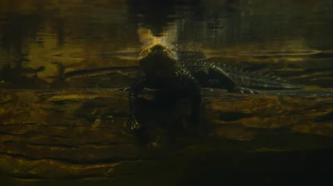 Alligator resting in the water edge Stock Footage 60223285
