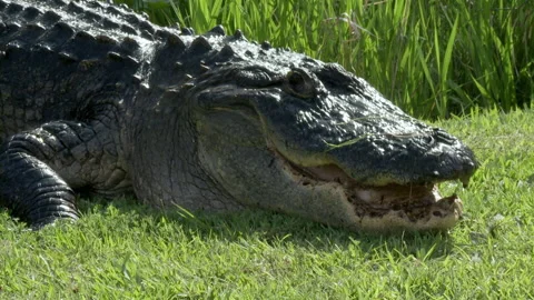 Alligator returns to water Stock Footage 131884255