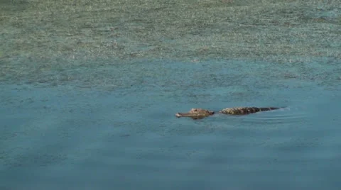 Alligator With Ripples In The Water Stock Footage 23726428