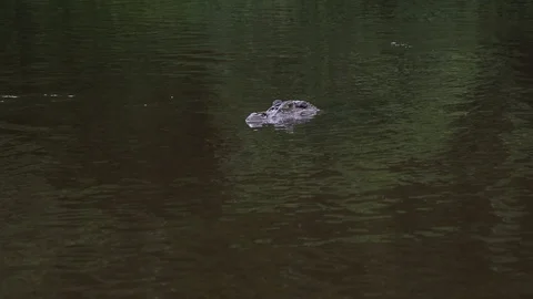 An alligator in the river Stock Footage 103044111