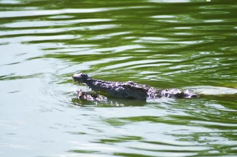Alligator in the river Stock Photos